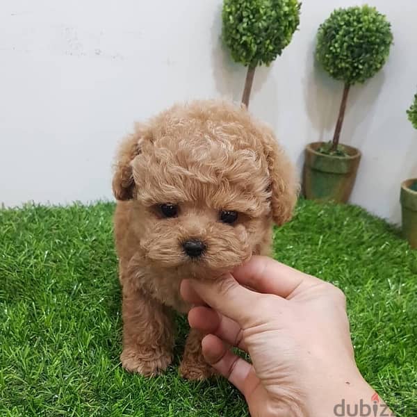 Tcup Poodle puppy for sale 1