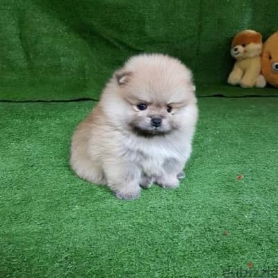 Purebred Male Pom for sale