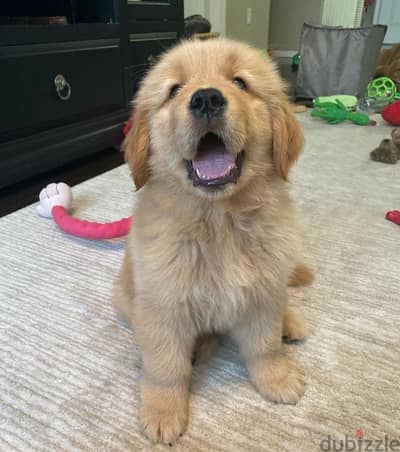 Golden retriever for sale