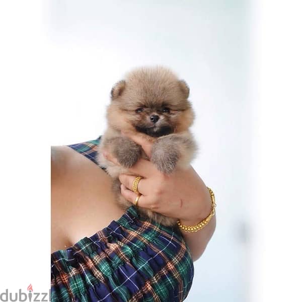 Mini Pom puppy for sale 0