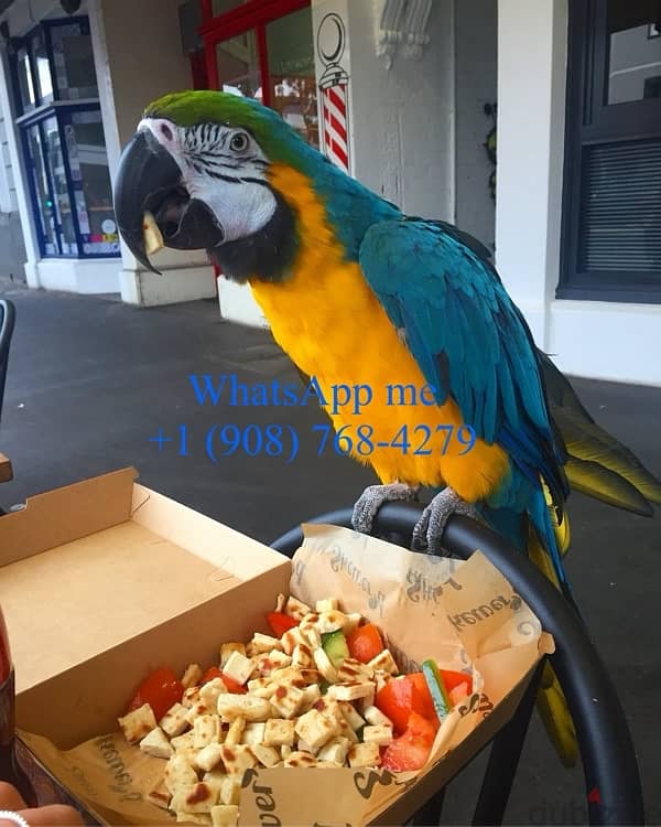 Macaw for sale 0