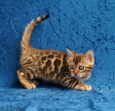 Bengal