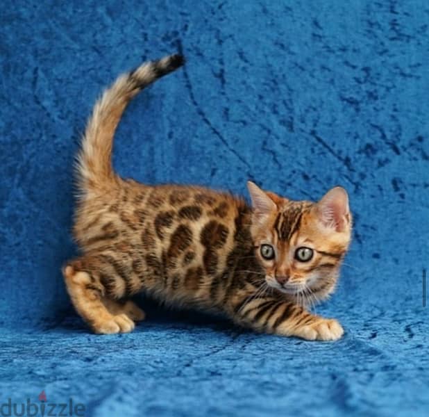 Bengal for sale 0