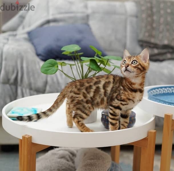 Bengal for sale 1