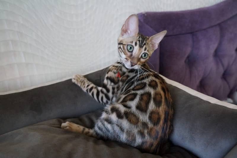 Bengal for sale 0