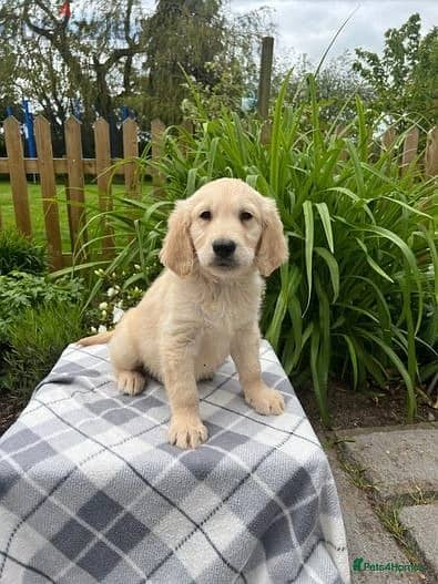 Whatsapp Me +966583921348 Golden Retriever Puppies 1