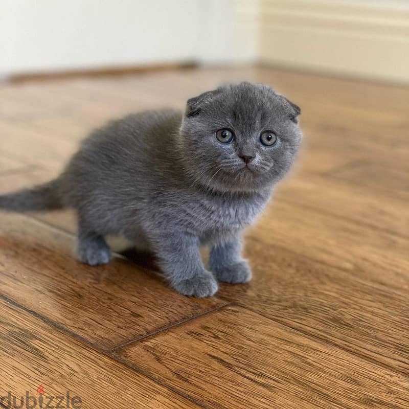 Scottish Fold Kitten 1