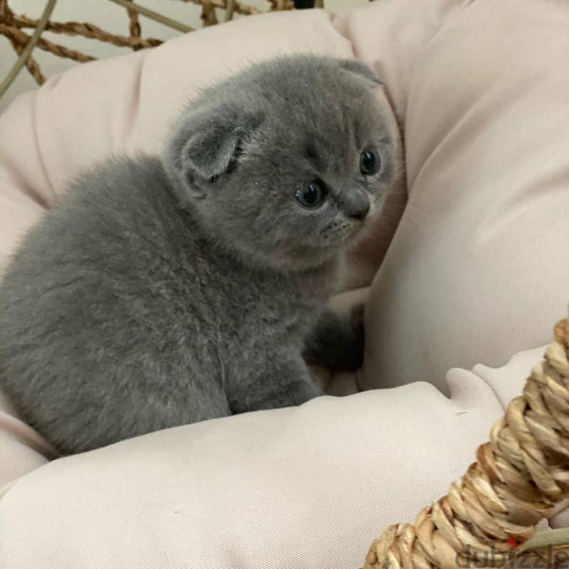 Scottish Fold Kitten 2