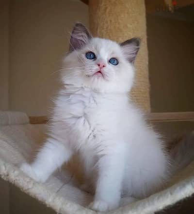 Ragdoll