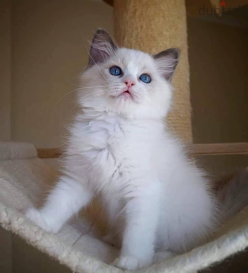 Ragdoll Kitten 0