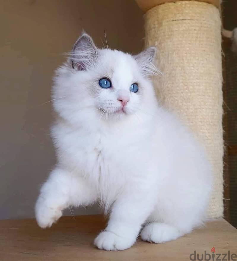 Ragdoll Kitten 2