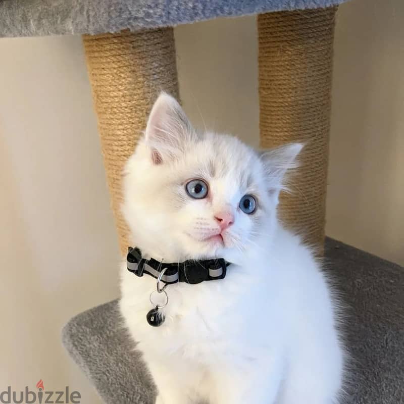 Ragdoll Kitten 0