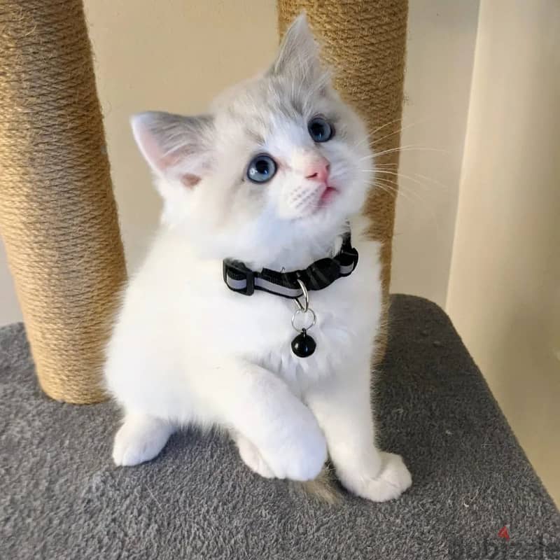 Ragdoll Kitten 2