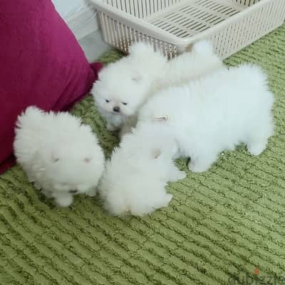 2 gorgeous very fluffy white miniature pomeranian for Sale.