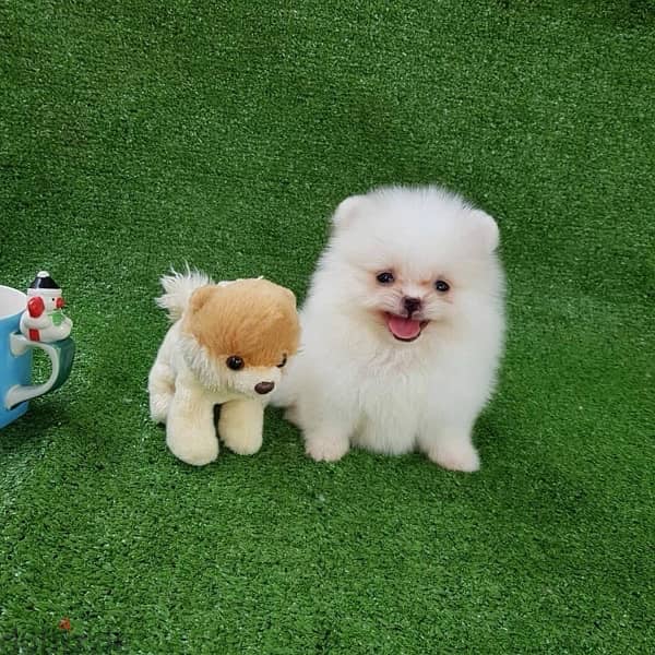 White Pomeranian for sale 0