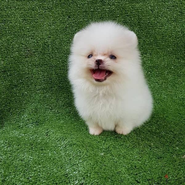 White Pomeranian for sale 1