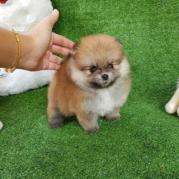 Cream male Pomeranian for sale 1