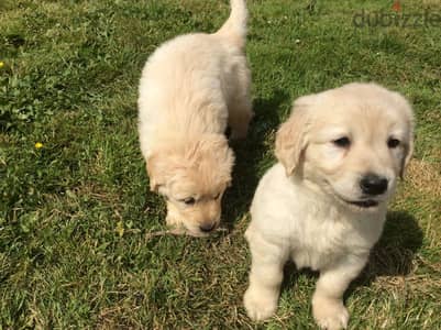 Whatsapp Me +972555074990 Golden Retriever Puppies