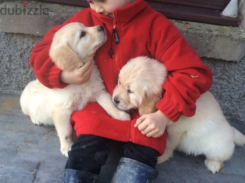 Whatsapp Me +972555074990 Golden Retriever Puppies 0