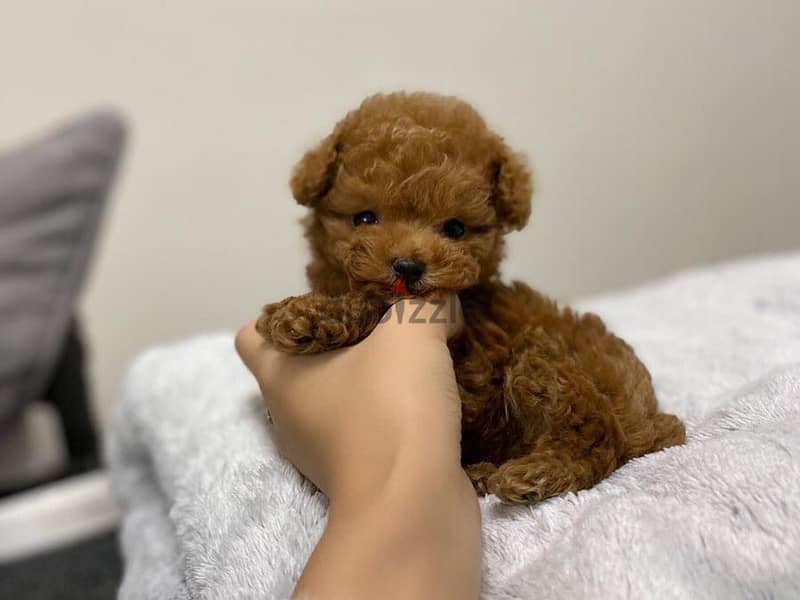 Mini Toy Poodle 0