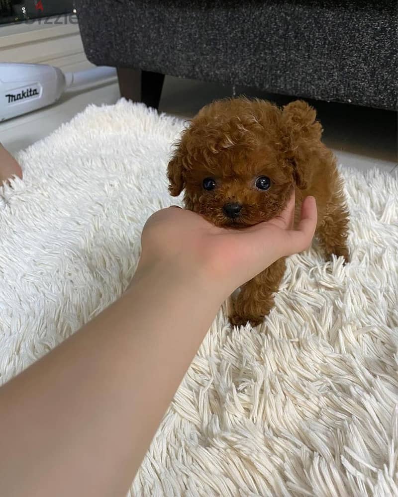 Mini Toy Poodle 1