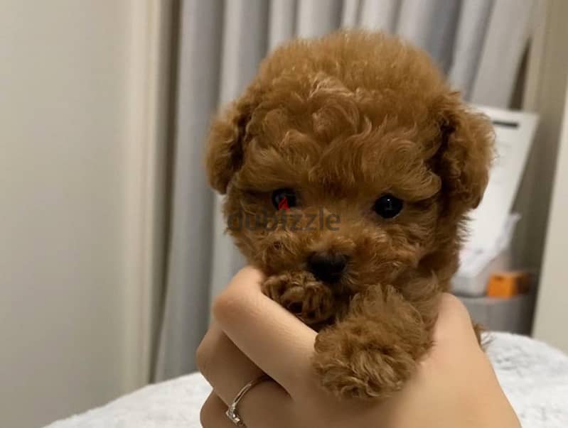 Mini Toy Poodle 2