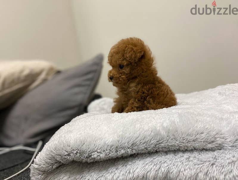 Mini Toy Poodle 3