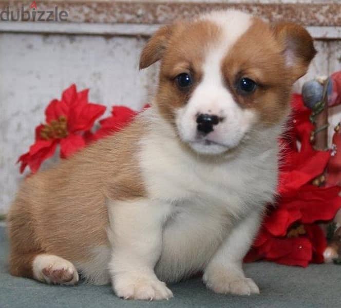 Whatsapp Me +966583921348 Welsh Corgi Pembroke Puppies 0