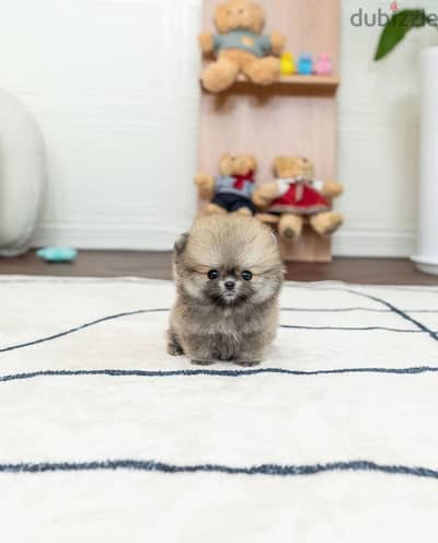 Mini Pom for sale