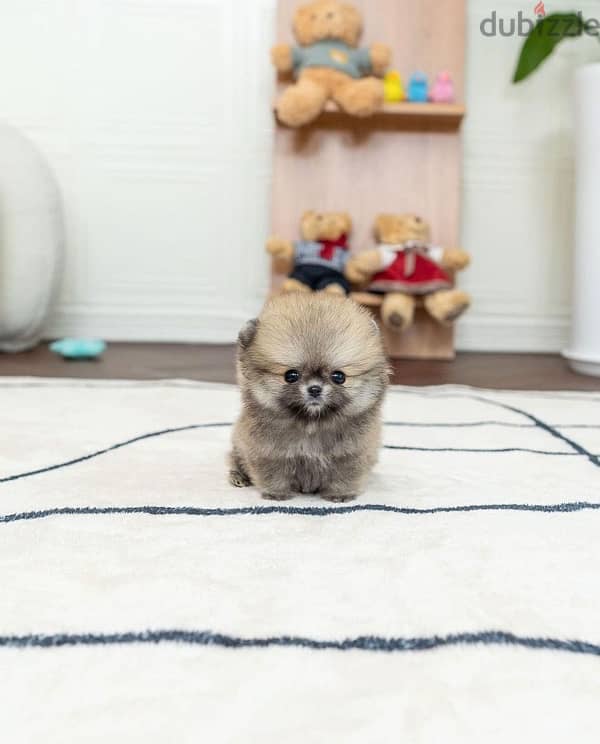 Mini Pom for sale 0