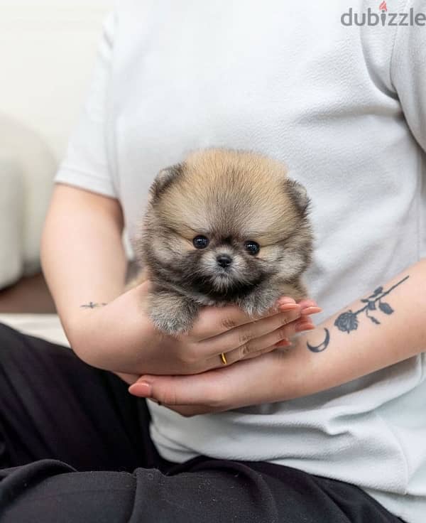 Mini Pom for sale 2