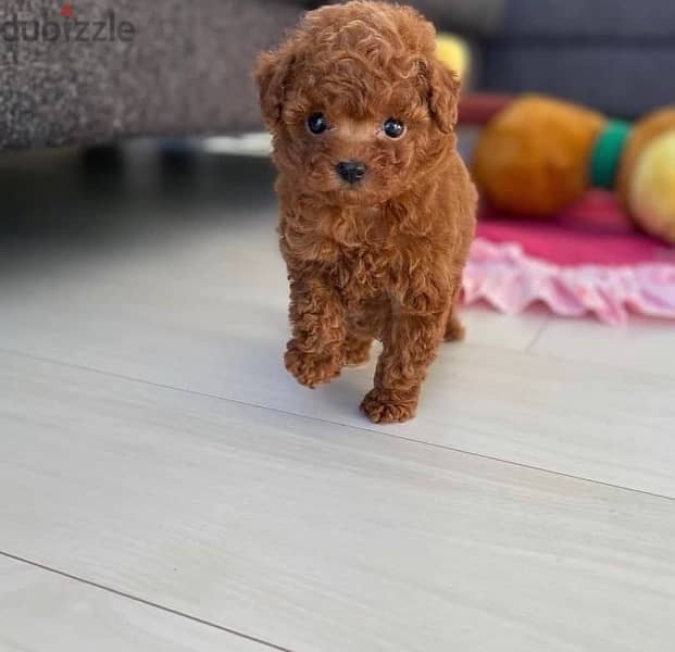 Female Poodle puppy for sale 0