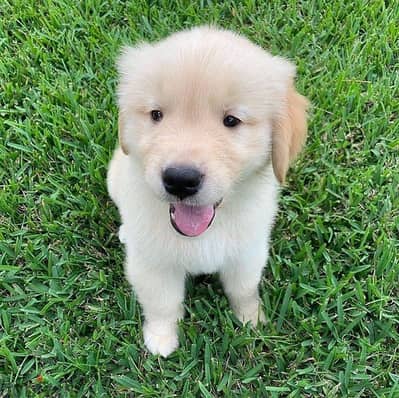 Golden retriever for sale