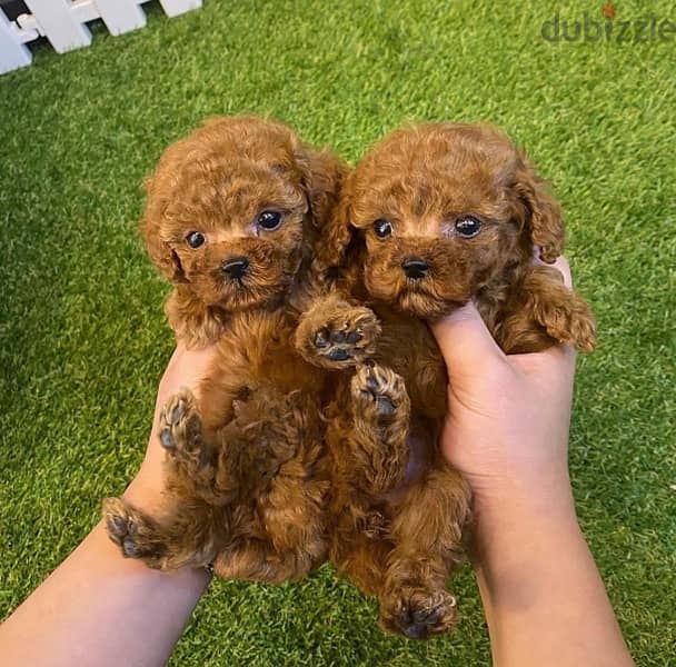 Male & Female Poodle for sale 0