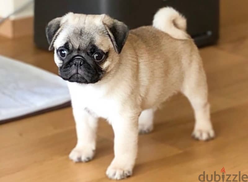 Male Pug for sale 0