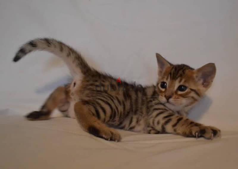 Bengal for sale 1