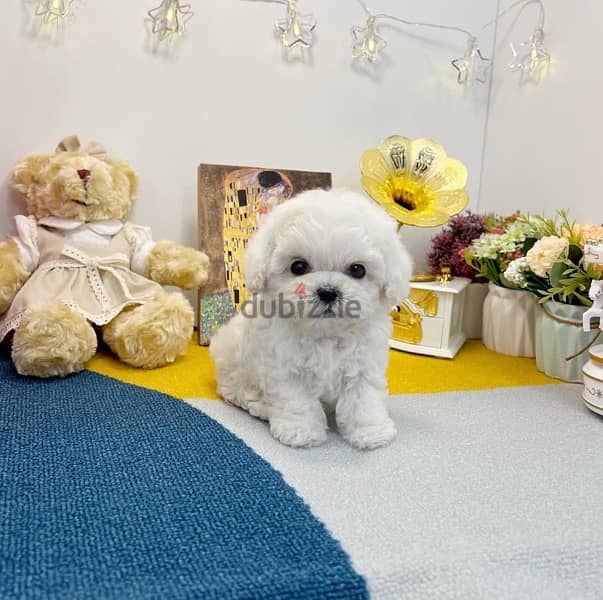 White Poodle for sale 0