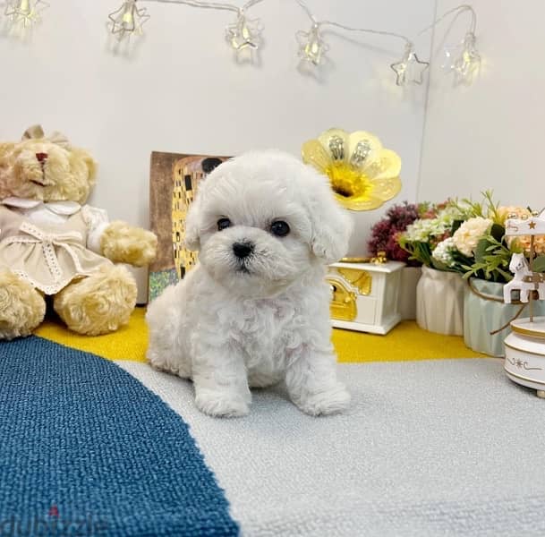 White Poodle for sale 1