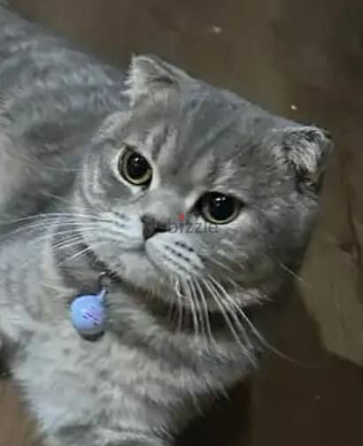 British Short Hair ( SCOTTISH FOLD ) Cat 0