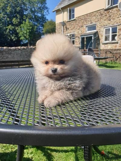 Pomeranian puppy for sale