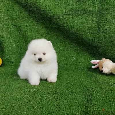 White Purebred  Pomeranian