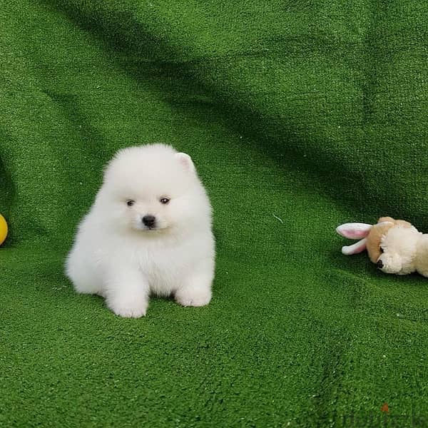 White Purebred  Pomeranian 0