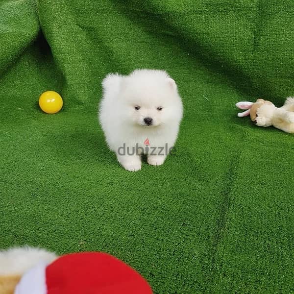 White Purebred  Pomeranian 1