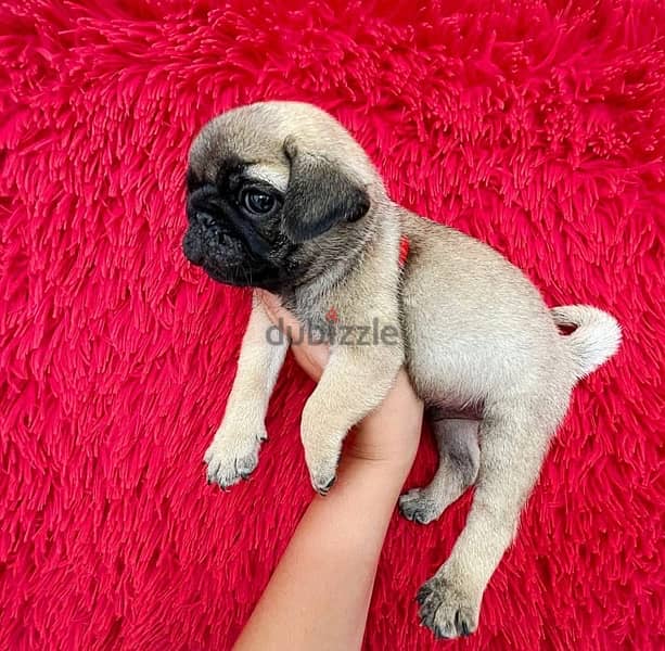 Pug Male & Female for sale 0