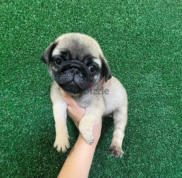 Pug Male & Female for sale 1