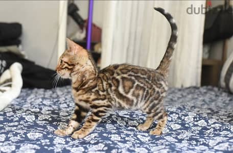 Bengal for sale