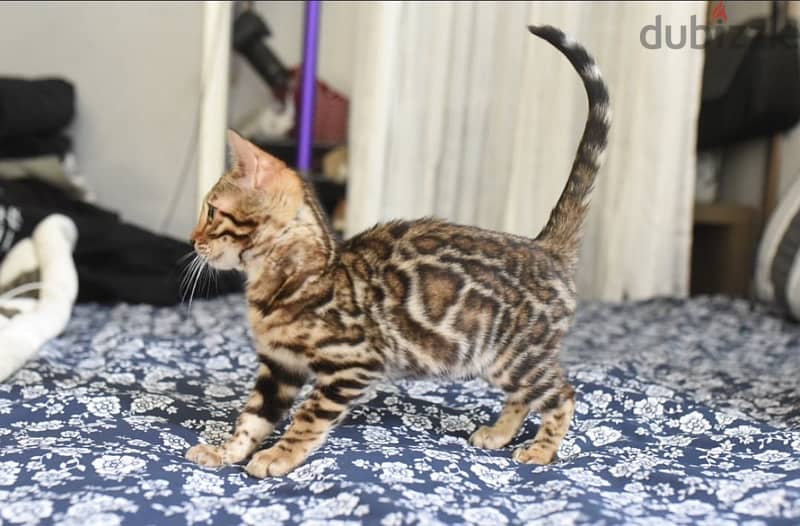 Bengal for sale 0