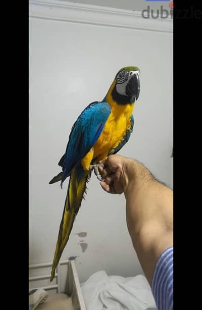 Macaw