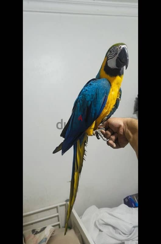 Macaw for sale 1