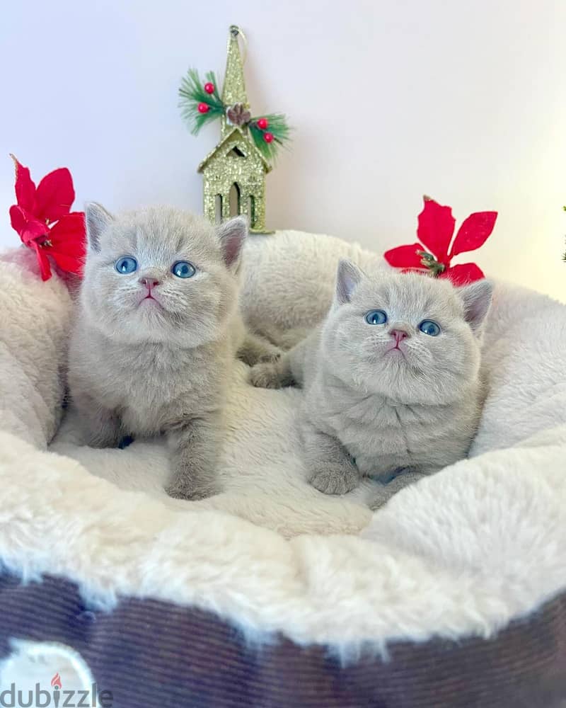 Gorgeous Male and Female British Shorthair Kitten For Sale. 0